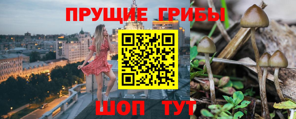 Псилоцибиновые грибы Cubensis Фурманов